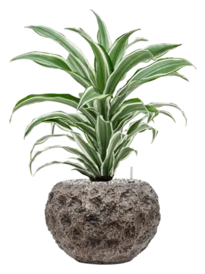Soil (Vulkastrat)