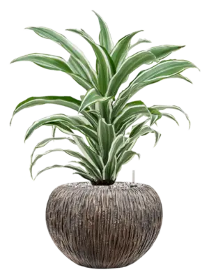 Soil (Vulkastrat)