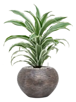 Soil (Vulkastrat)