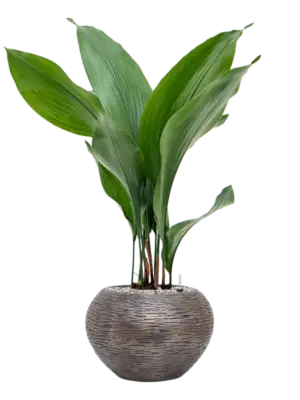 Soil (Vulkastrat)