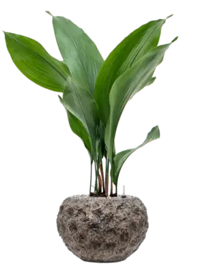Soil (Vulkastrat)