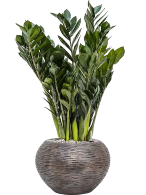 Soil (Vulkastrat)