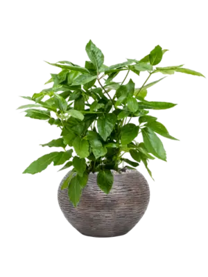 Soil (Vulkastrat)