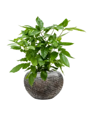 Soil (Vulkastrat)