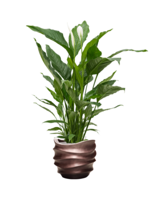 Soil (Vulkastrat)