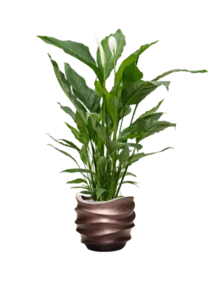Soil (Vulkastrat)