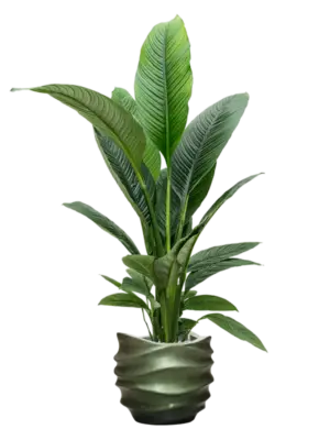 Soil (Vulkastrat)