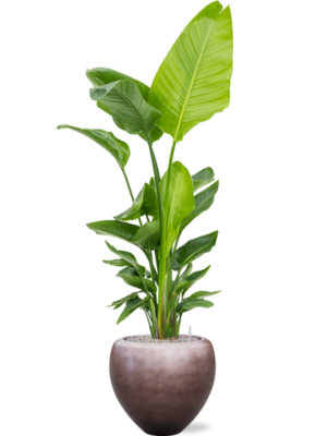 Soil (Vulkastrat)