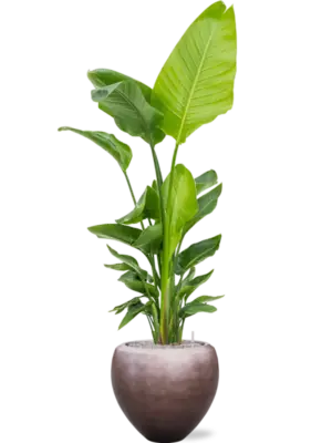 Soil (Vulkastrat)