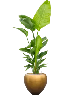 Soil (Vulkastrat)