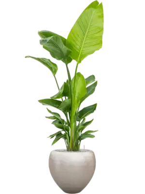 Soil (Vulkastrat)