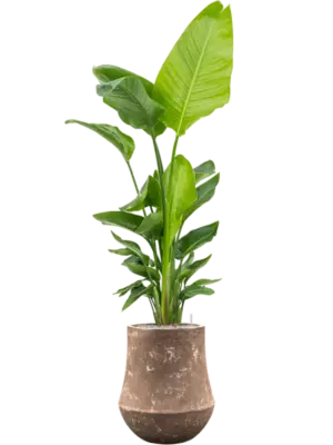 Soil (Vulkastrat)