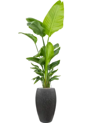Soil (Vulkastrat)