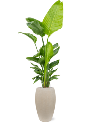 Soil (Vulkastrat)