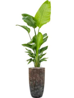 Soil (Vulkastrat)