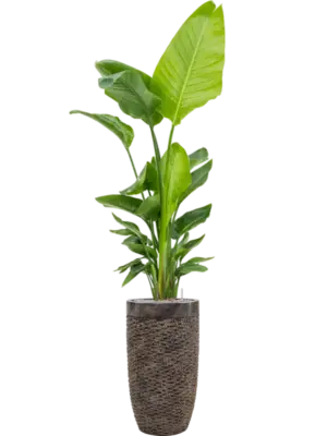 Soil (Vulkastrat)