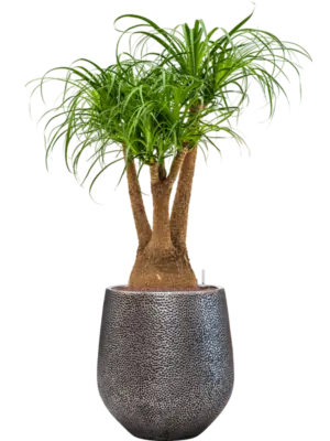 Hydroculture