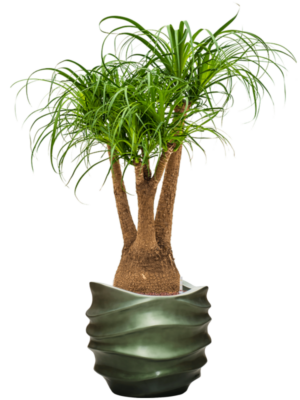 Hydroculture