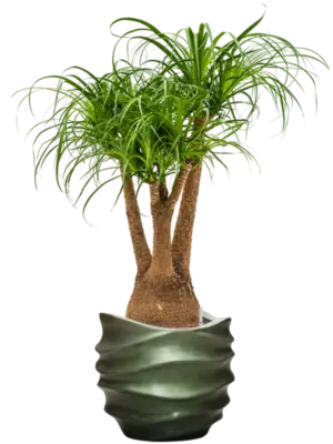 Hydroculture