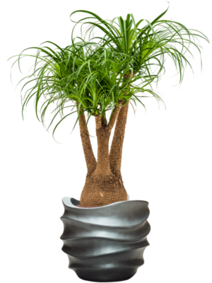 Hydroculture