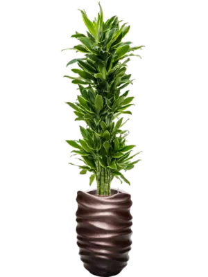 Hydroculture