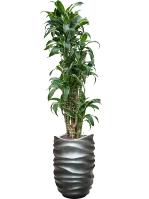 Hydroculture
