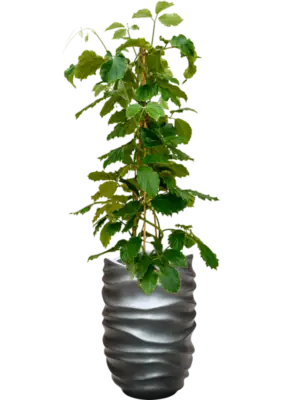 Hydroculture