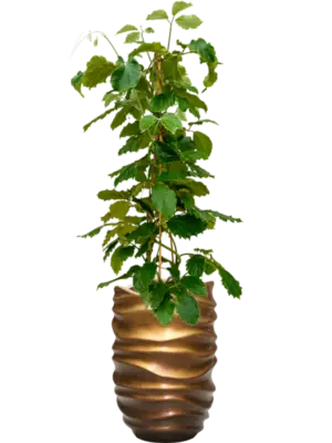 Hydroculture