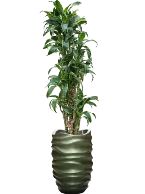Hydroculture