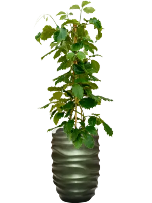 Hydroculture