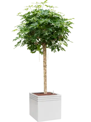 Hydroculture
