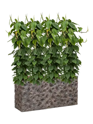 Hydroculture