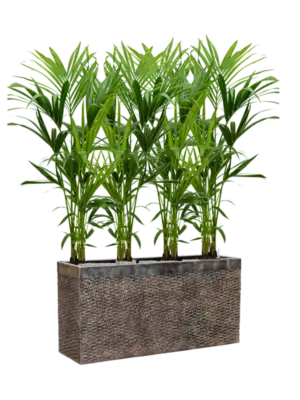 Soil (Vulkastrat)