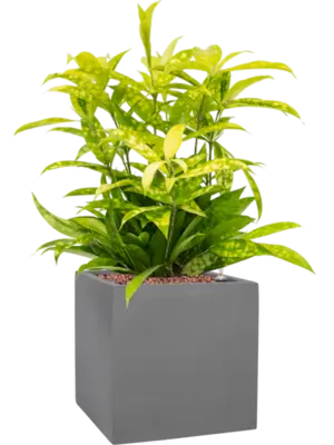 Hydroculture