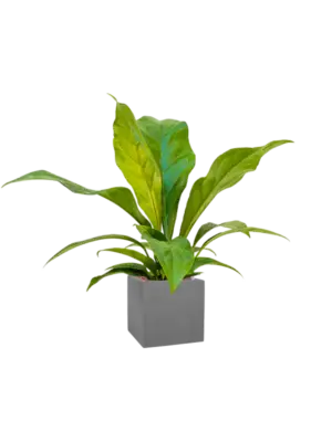Hydroculture