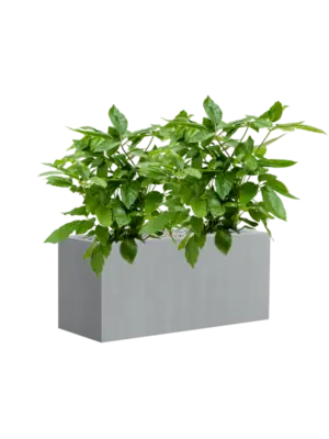 Soil (Vulkastrat)