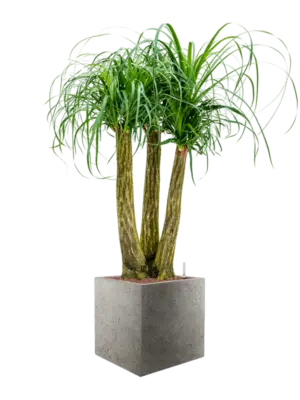 Hydroculture