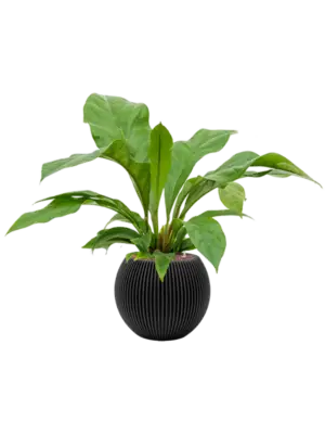 Hydroculture