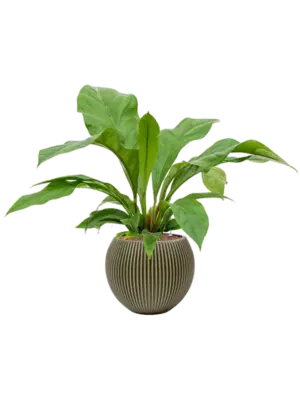 Hydroculture