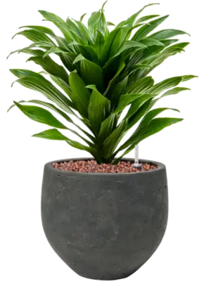 Hydroculture
