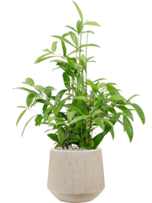 Soil (Vulkastrat)