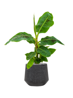 Soil (Vulkastrat)