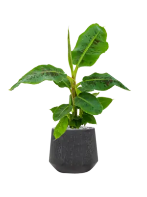 Soil (Vulkastrat)