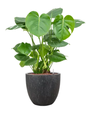 Hydroculture