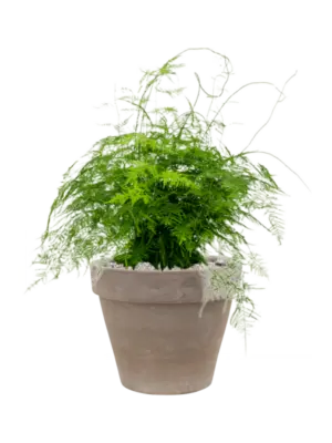 Soil (Vulkastrat)