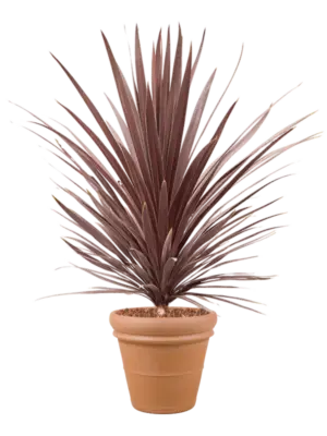 Soil outdoor with Bark