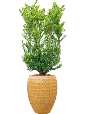 Soil outdoor with Bark