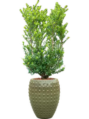 Soil outdoor with Bark