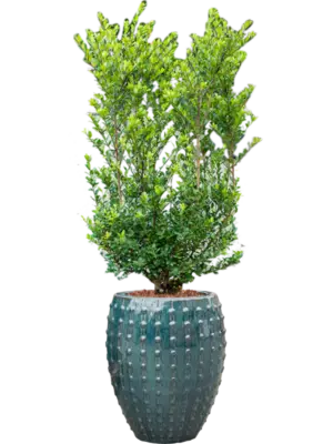 Soil outdoor with Bark