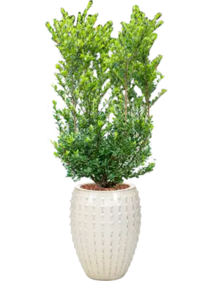 Soil outdoor with Bark